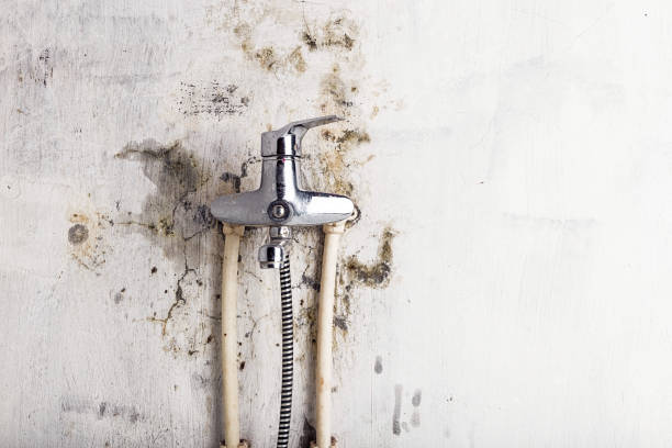 Best Mold Removal Company Near Me  in Corcoran, CA