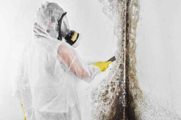 Best Local Mold Removal Service  in Corcoran, CA