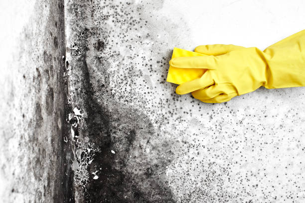 Best Attic Mold Removal  in Corcoran, CA