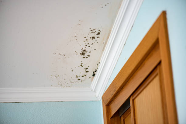 Best Mold Remediation  in Corcoran, CA