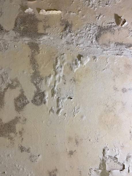 Best Home Mold Removal  in Corcoran, CA