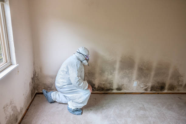 Best Black Mold Removal  in Corcoran, CA