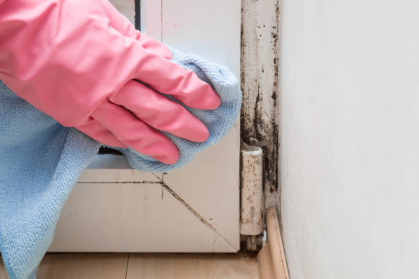 Best Best Mold Removal Companies  in Corcoran, CA