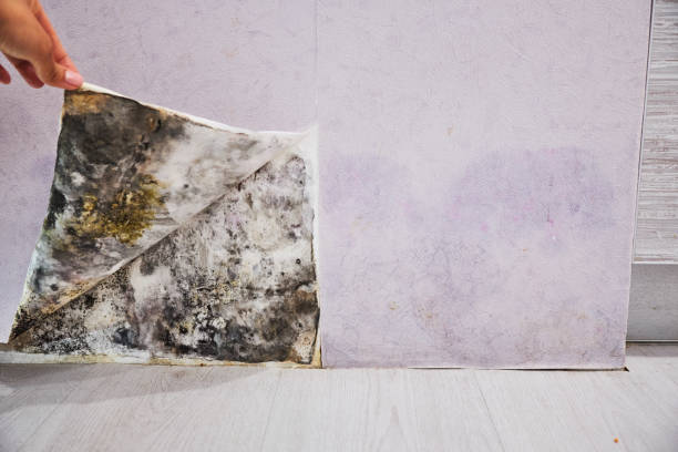 Best Emergency Mold Removal  in Corcoran, CA